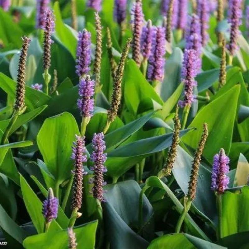 水生植物再力花种子千屈菜花叶芦竹香蒲芦苇水葱梭鱼草鸢