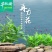 水生植物再力花种子千屈菜花叶芦竹香蒲芦苇水葱梭鱼草鸢