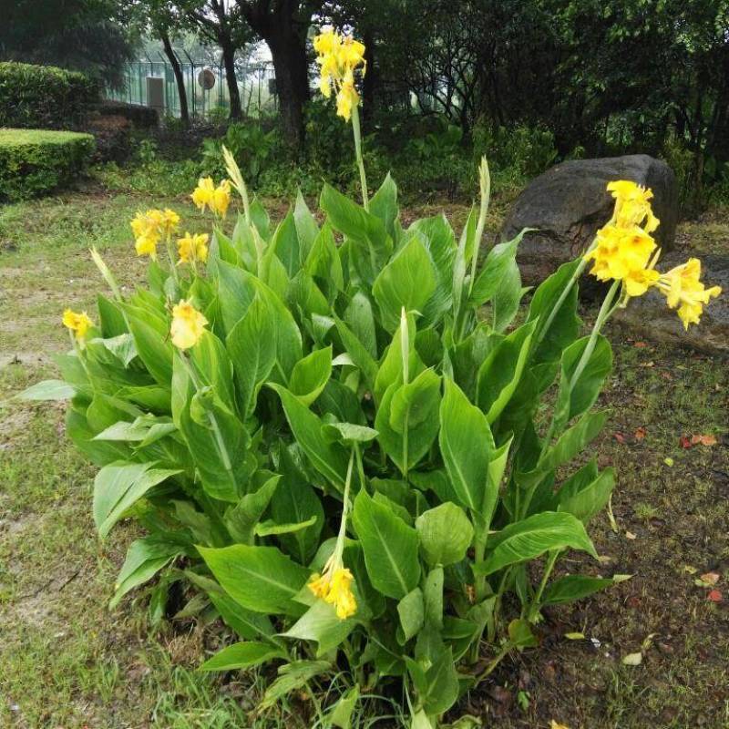 水生植物再力花种子千屈菜花叶芦竹香蒲芦苇水葱梭鱼草鸢