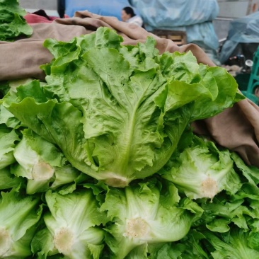 意大利生菜
