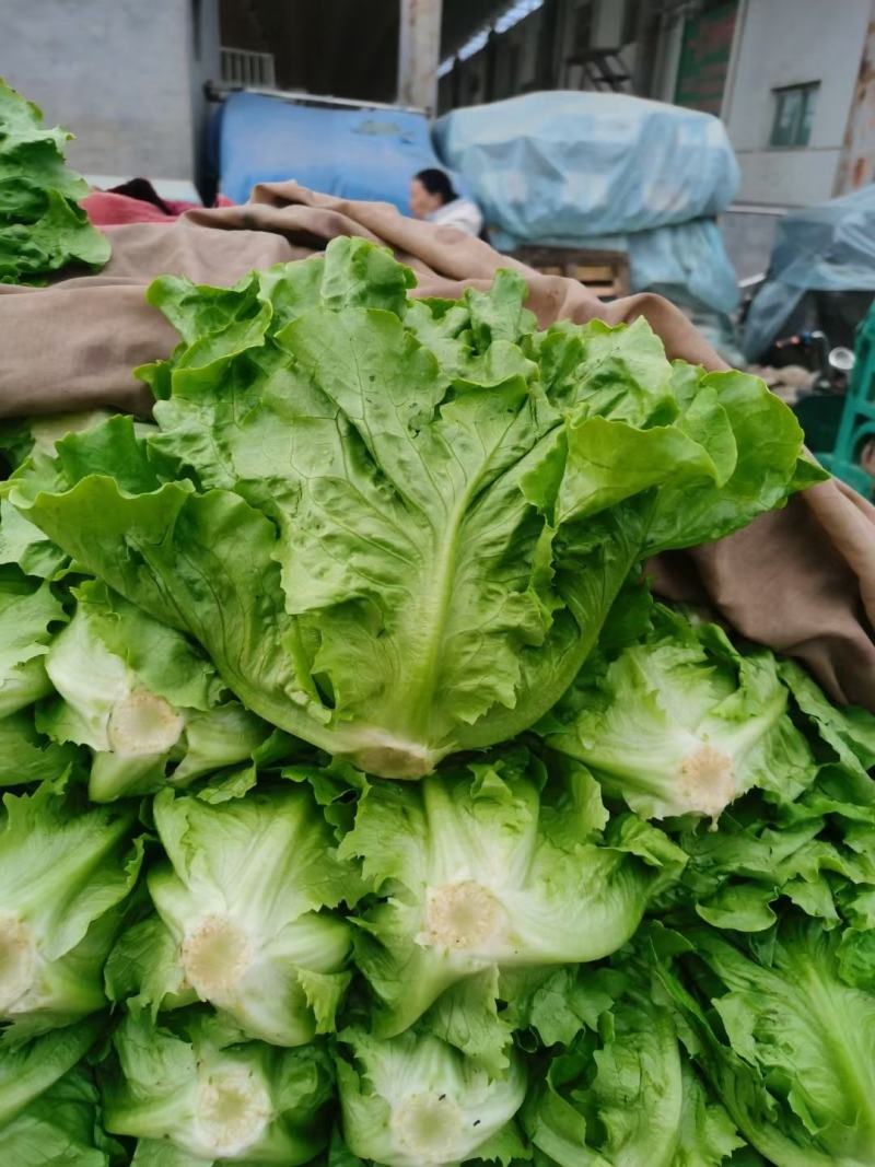 意大利生菜