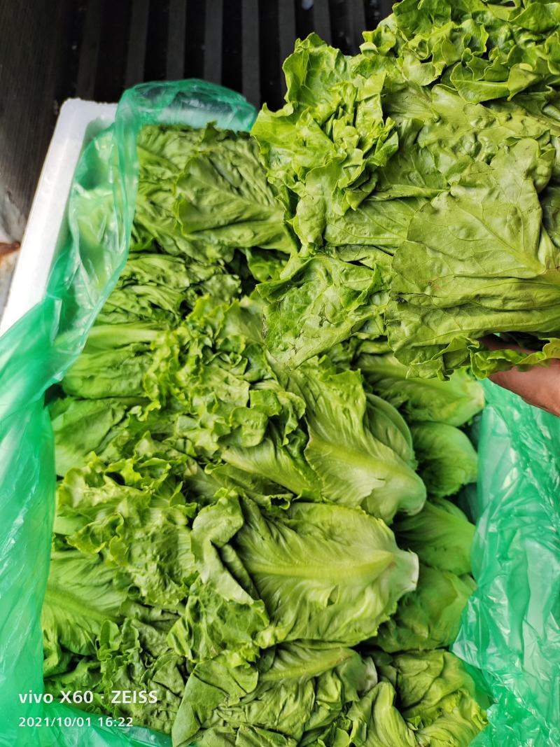 意大利生菜