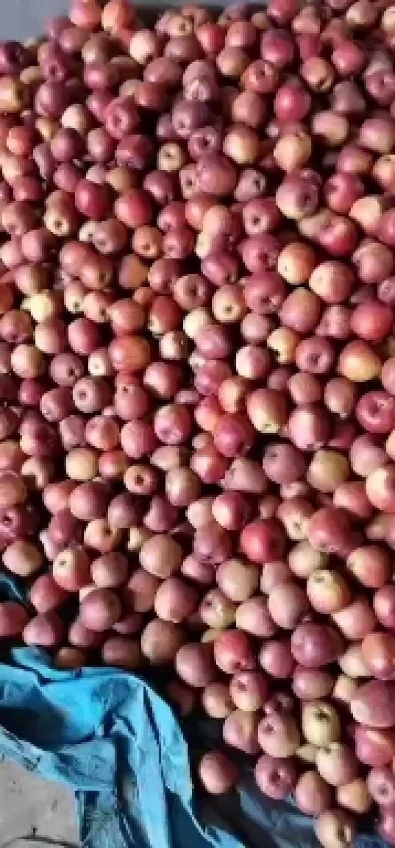丑苹果，糖心大量供应中，需要的老板联系我哦！！！