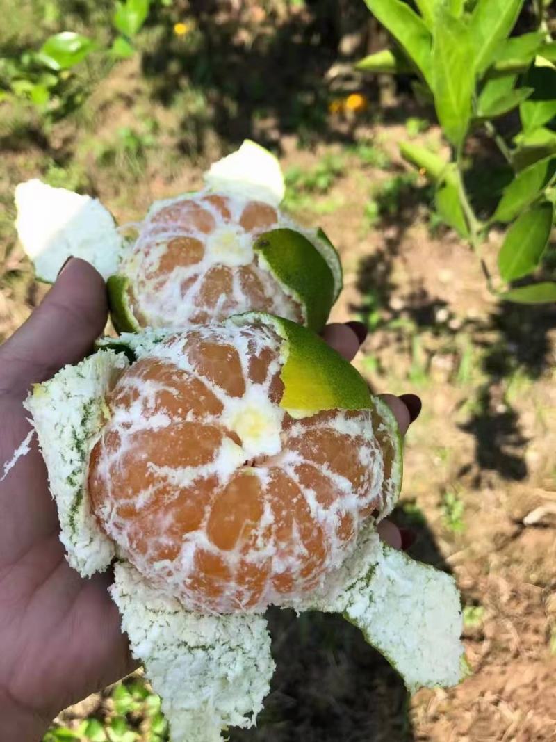 【优选】湖南蜜橘果大皮薄产地直发批发商电商超市欢迎