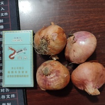 特大手选毛葱，价格美丽！