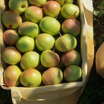 开原市苹果梨（甜脆耐储存）九月份上市，提前订货