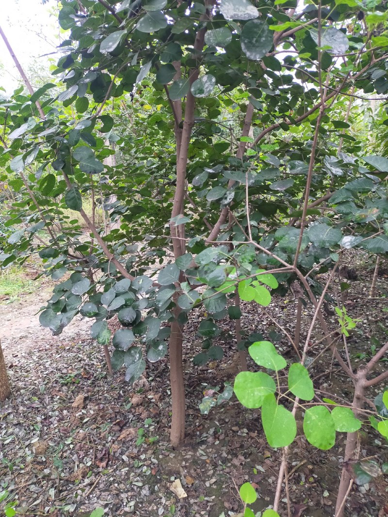 黄栌