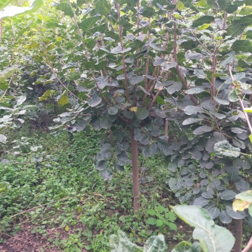 黄栌