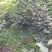 黄栌