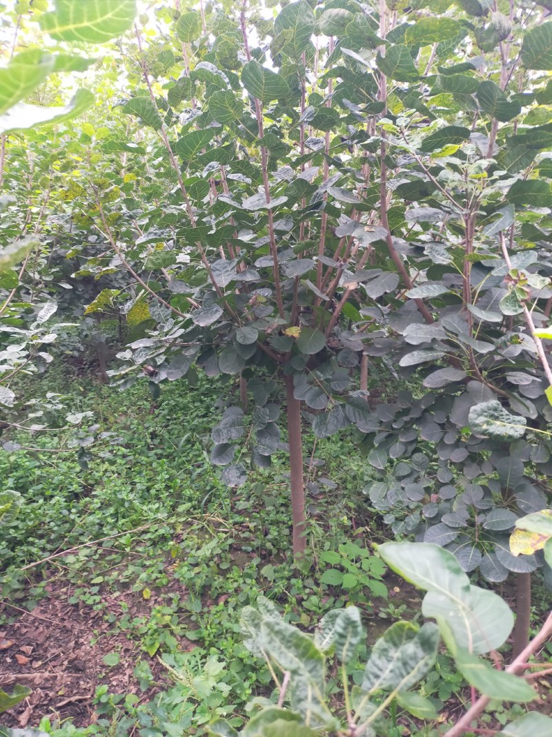 黄栌