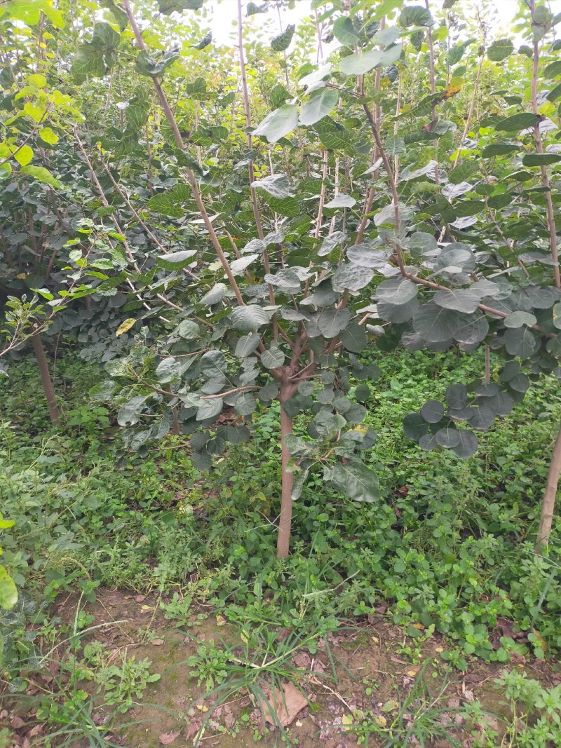 黄栌