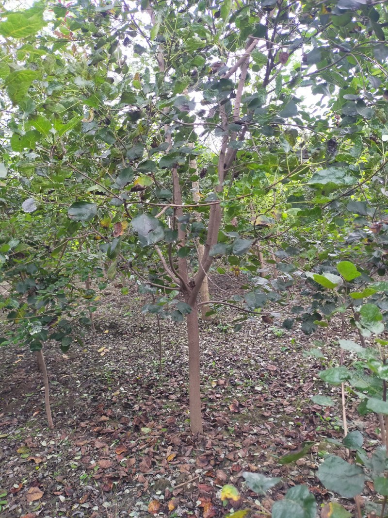 黄栌