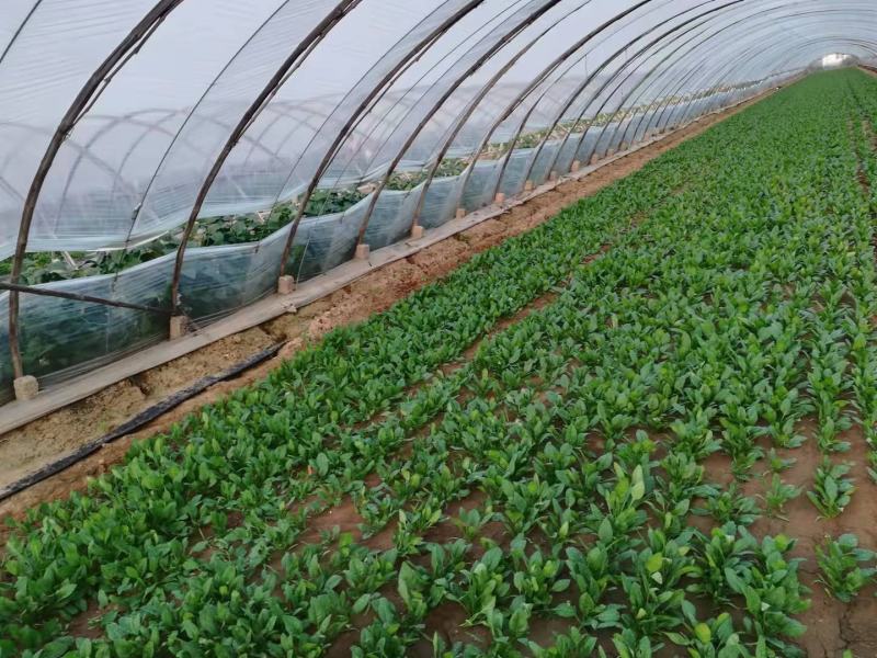 精品菠莱大叶菠菜产地直发一手货源无中间商差价