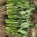 精品菠莱大叶菠菜产地直发一手货源无中间商差价