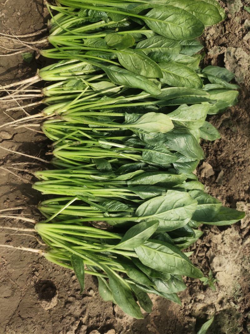 精品菠莱大叶菠菜产地直发一手货源无中间商差价