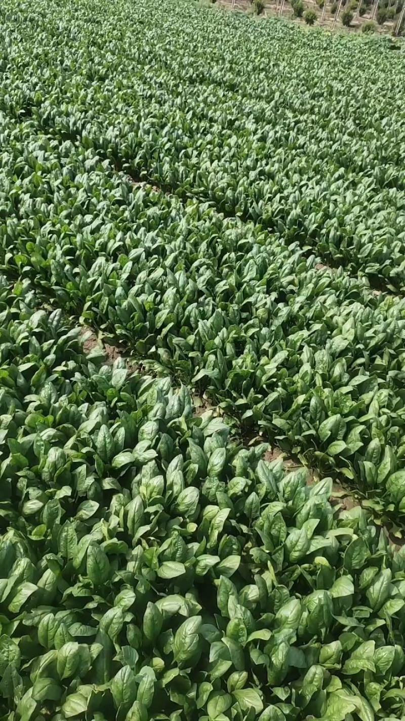 精品菠莱大叶菠菜产地直发一手货源无中间商差价