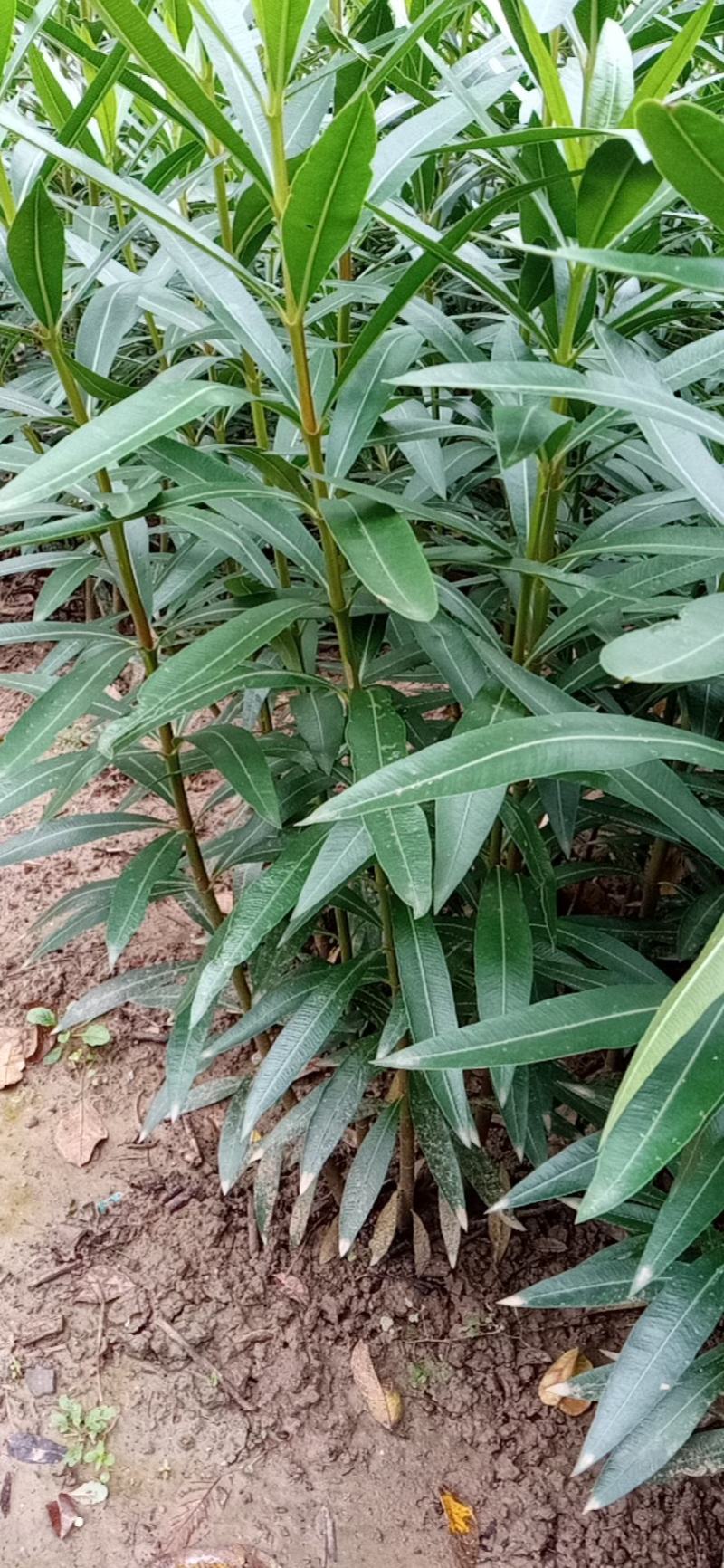 夹竹桃