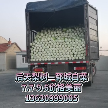 白菜