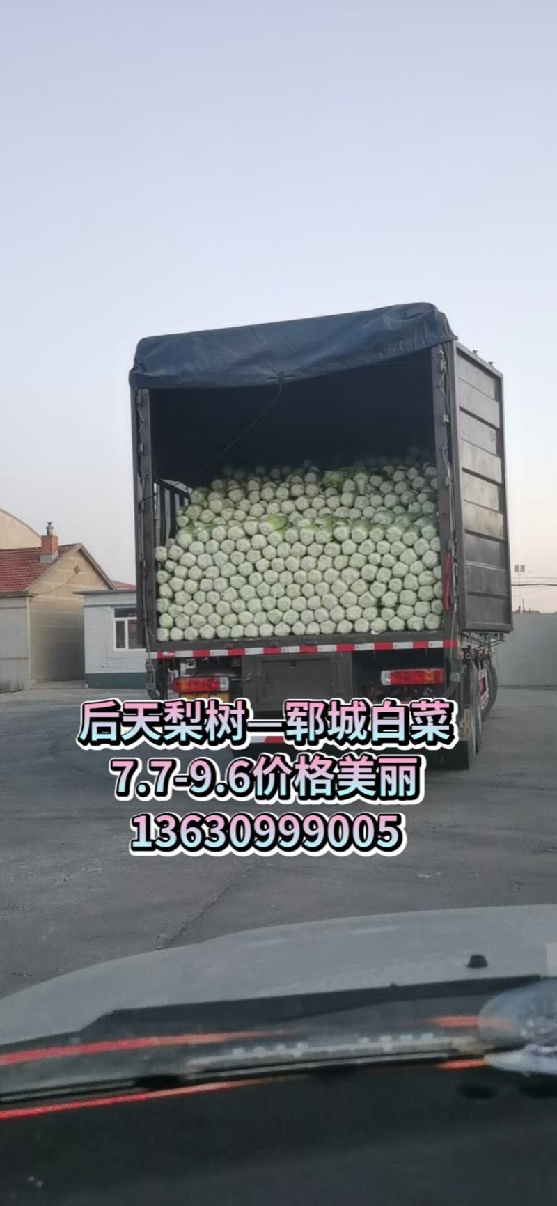 白菜