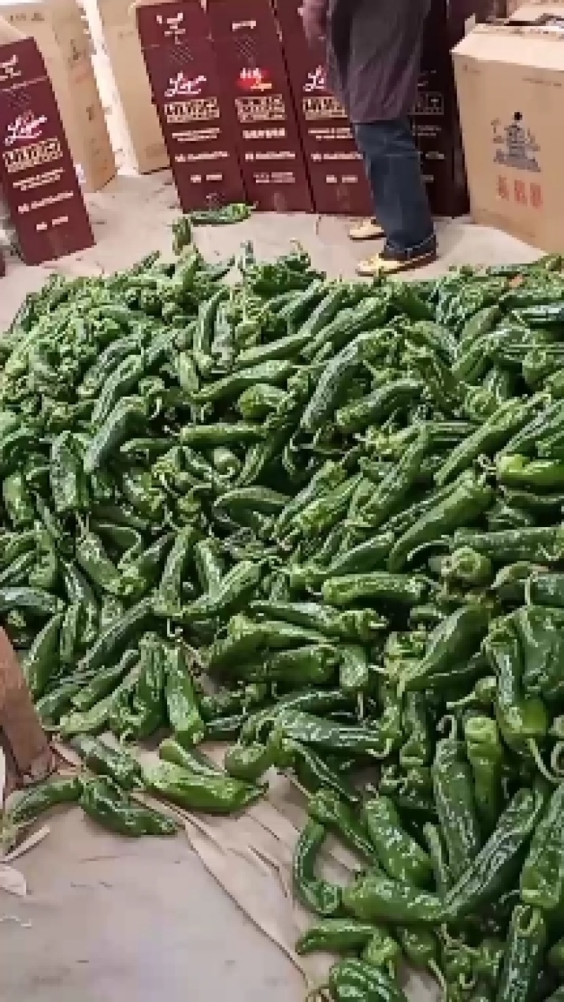 万亩大棚301辣椒种直基地现摘现采，产地直销，