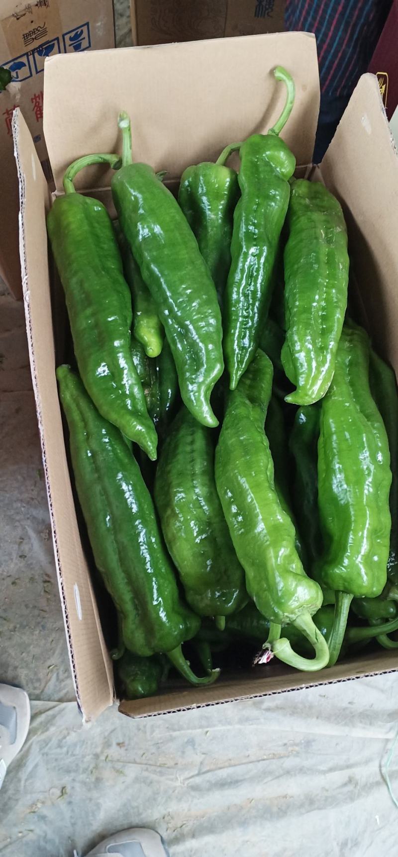 万亩大棚301辣椒种直基地现摘现采，产地直销，