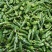 万亩大棚301辣椒种直基地现摘现采，产地直销，