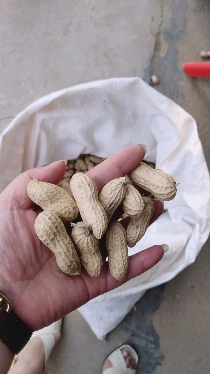 黑花生，粒大饱满，花青素含量高，