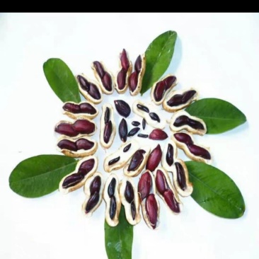 黑花生，粒大饱满，花青素含量高，