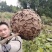 蜂蛹低价批发