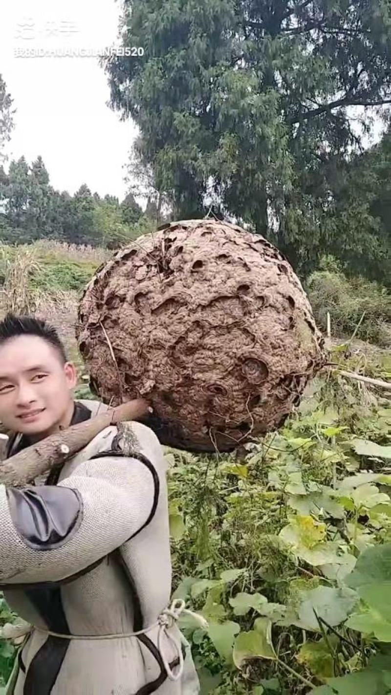 蜂蛹低价批发