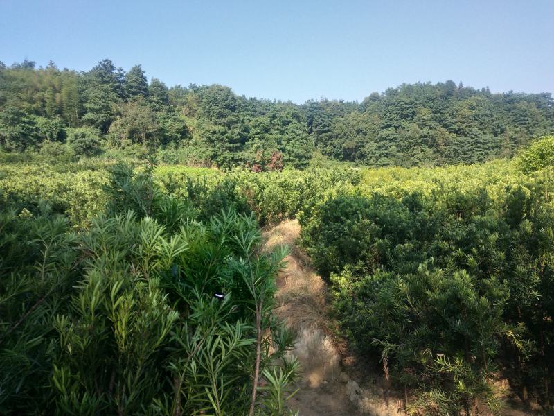 2公分以上罗汉松精品罗汉松绿化工程罗汉松