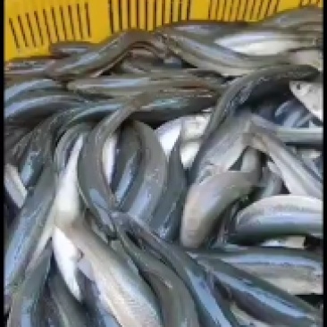 大号柳根鱼，淡水鱼，冷水鱼，柳鱼，各种规格