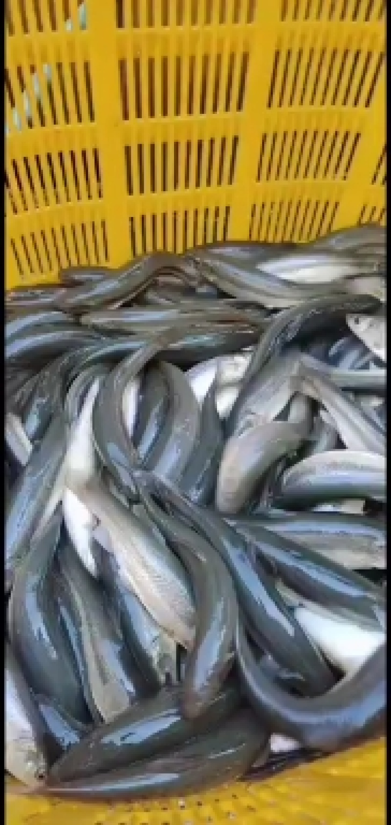 大号柳根鱼，淡水鱼，冷水鱼，柳鱼，各种规格