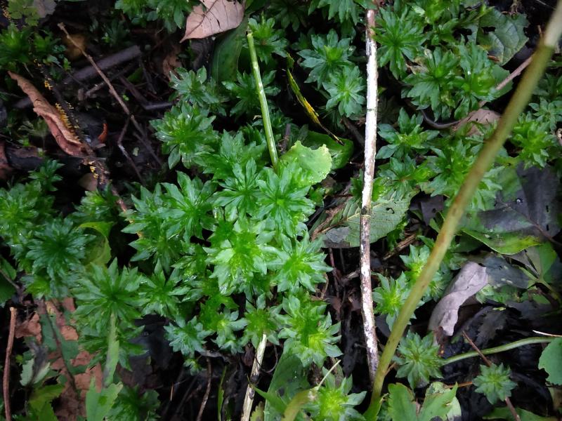 回心草野生回心草大山一手货源正品保证包邮无根无泥