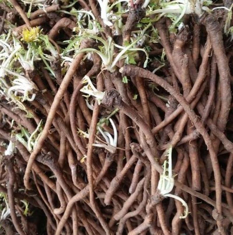 蒲公英根，蒲公英根茶质量保证现货供应，不满意包退货！