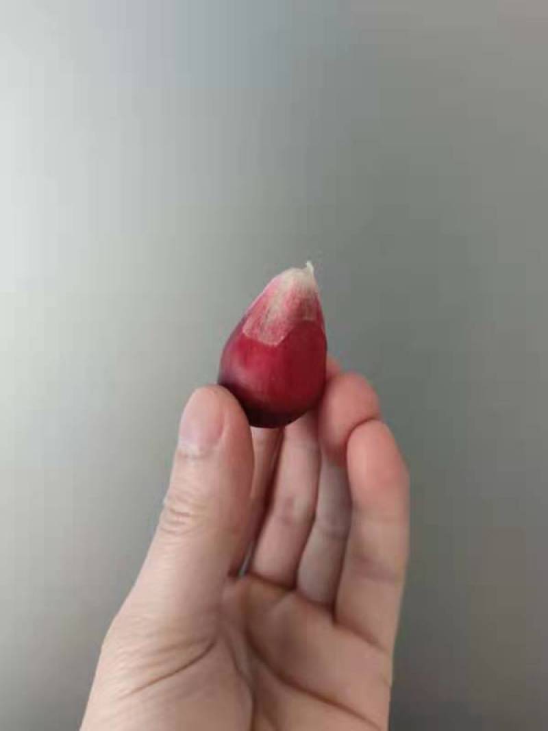 黑老虎酒饭团养生水果新鲜水果批发大量特色水果