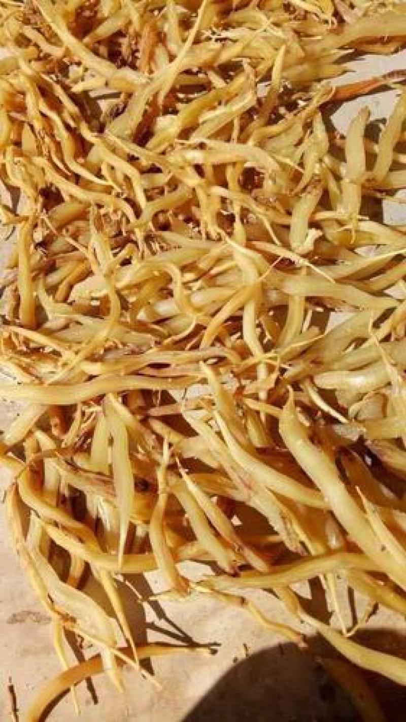 天冬，正品天门冬野生质量保证现在供应，欢迎咨询合作！