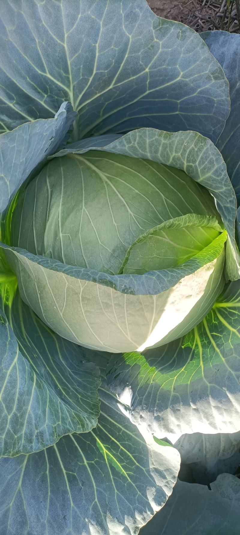 优质扁包菜，近期大量有货