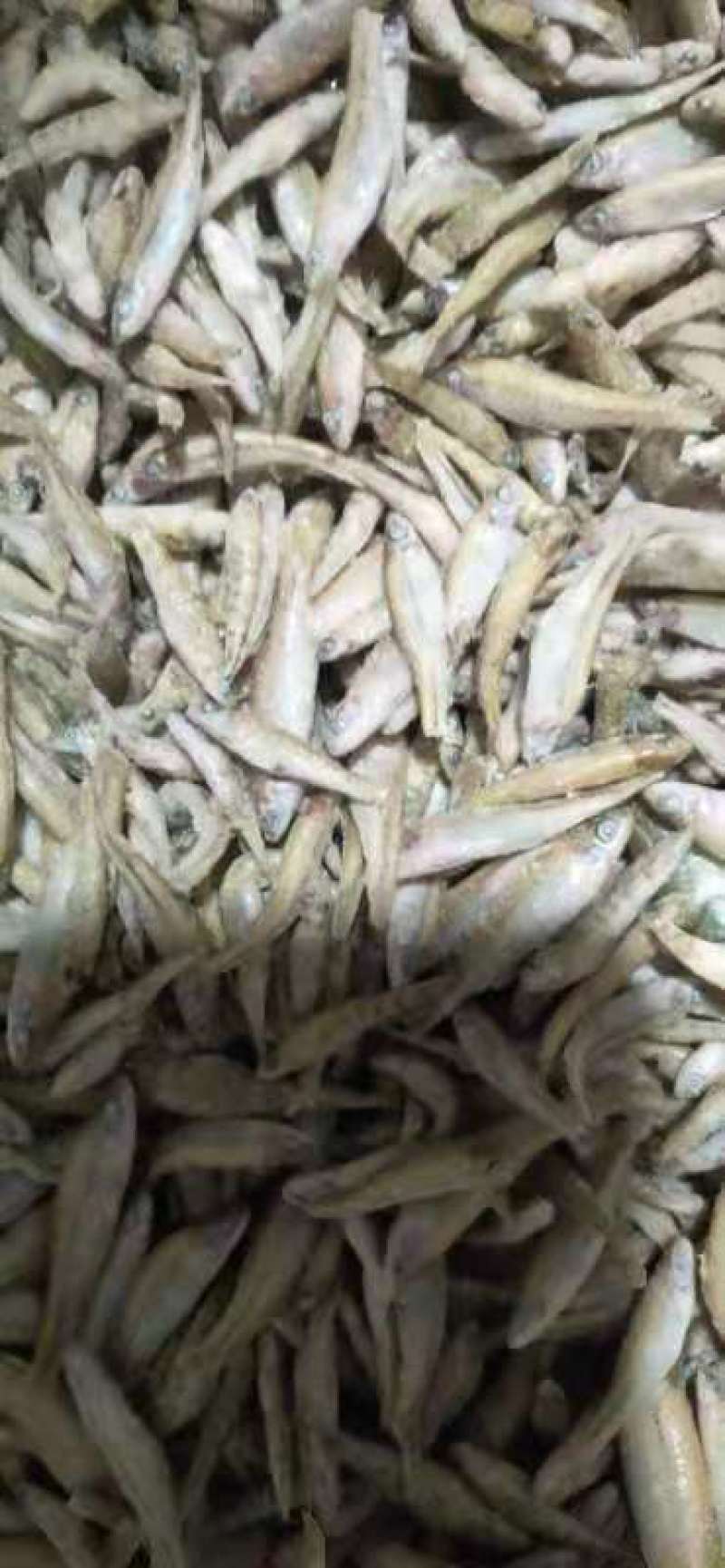 单冻麦穗鱼混有公鱼：质量保证欢迎你下单订购
