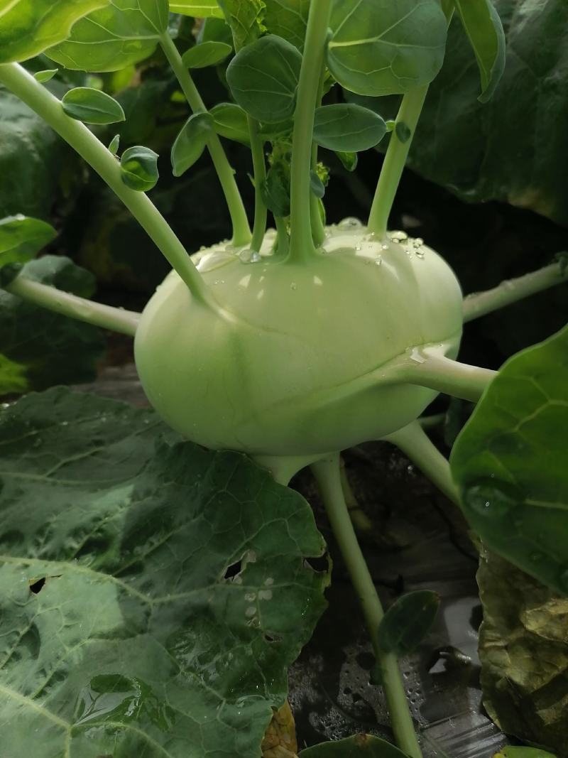 苤蓝四川德阳苤蓝疙瘩菜大头菜四川产地发货