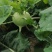 苤蓝四川德阳苤蓝疙瘩菜大头菜四川产地发货