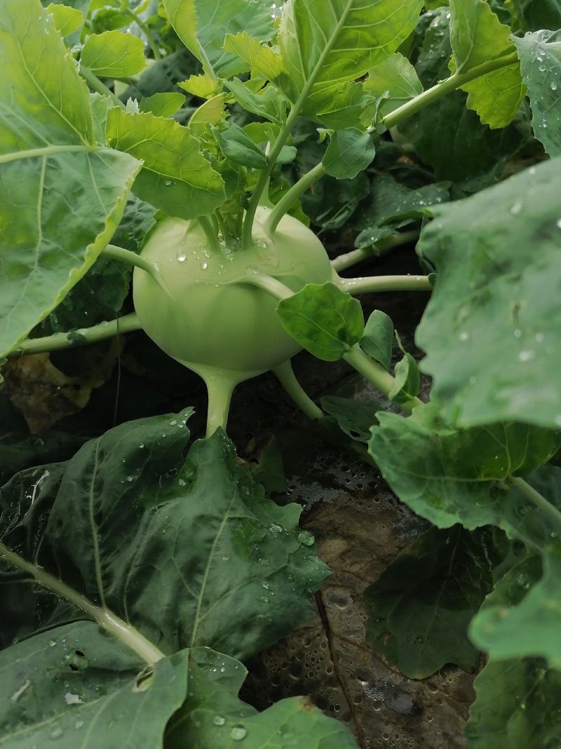 苤蓝四川德阳苤蓝疙瘩菜大头菜四川产地发货