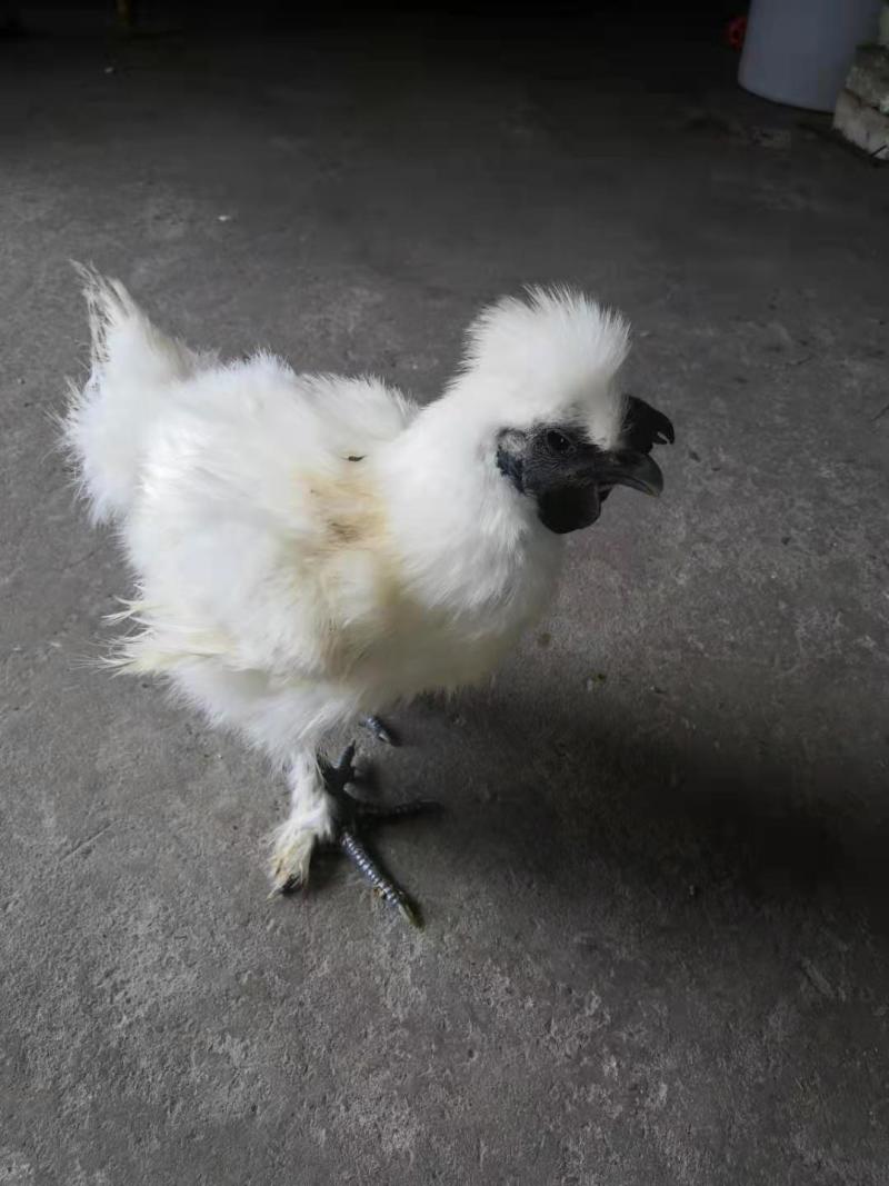 竹丝白凤乌鸡
