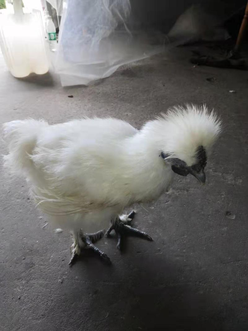 竹丝白凤乌鸡
