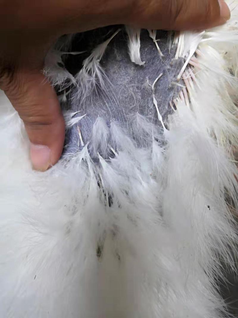 竹丝白凤乌鸡