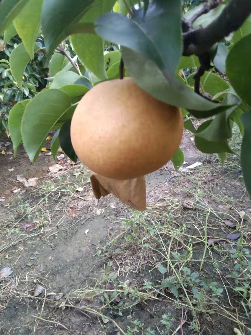 晚秀，新高，黄晶，需要的联系我