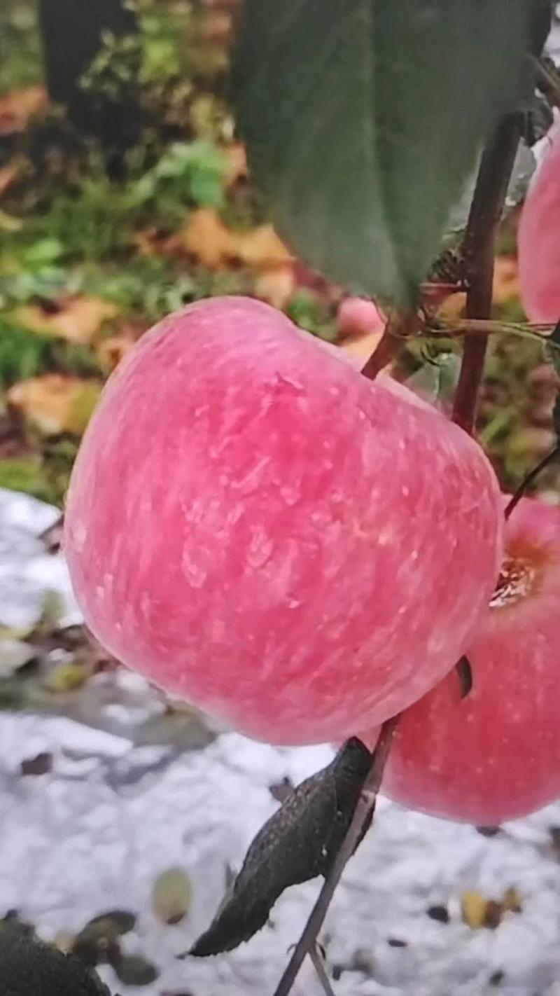 红富士苹果山区条纹的全红的都有脆甜好吃价格便宜