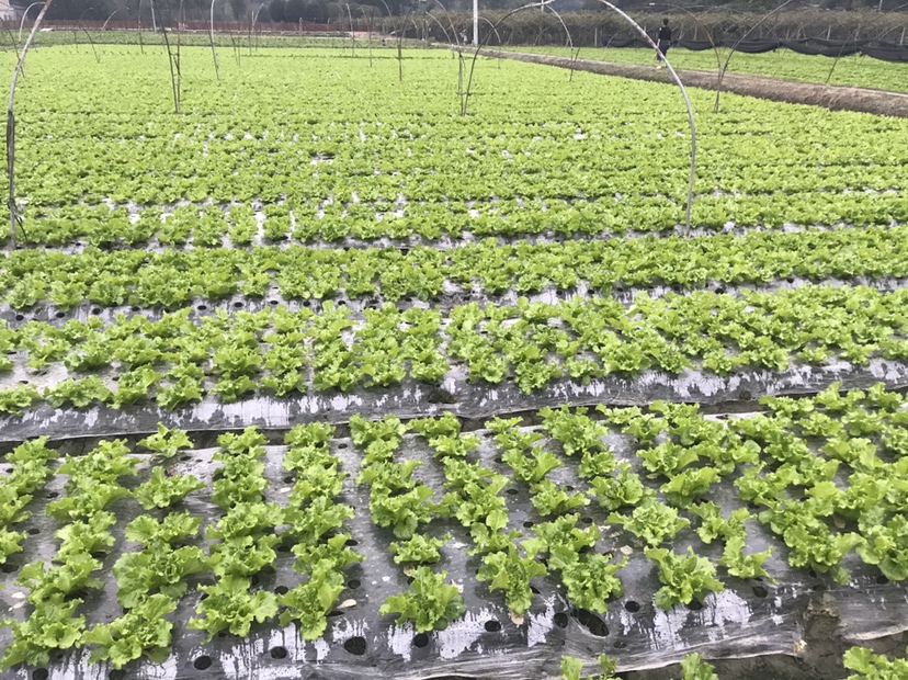 散叶生菜种植地起垄示意图