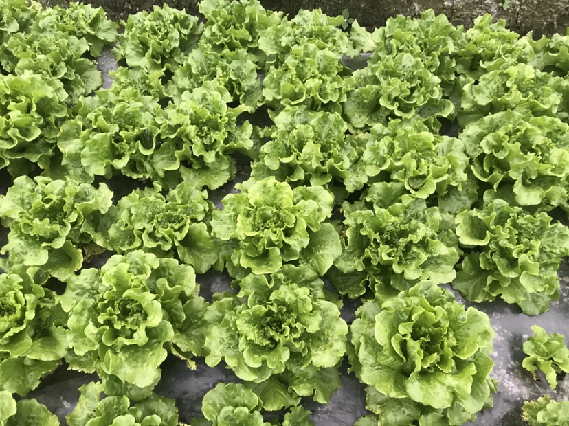 苦味散叶生菜特写