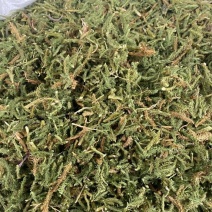 伸筋草干货干净无杂质常年经营各种中药材